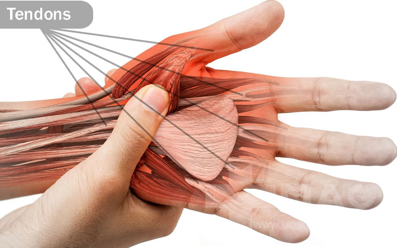 ترمیم قطع انگشت، تاندون، عروق و اعصاب دست